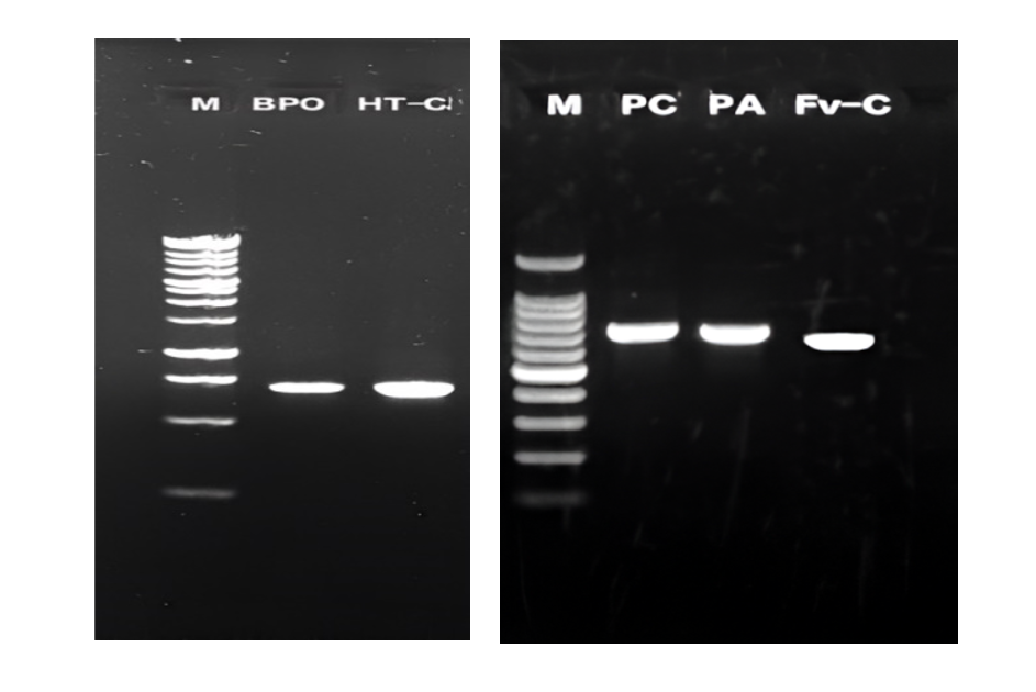 Identification and Molecular Analysis of Novel Mushroom Varieties of MDI Using ITS Sequencing and Phylogenetic Tools